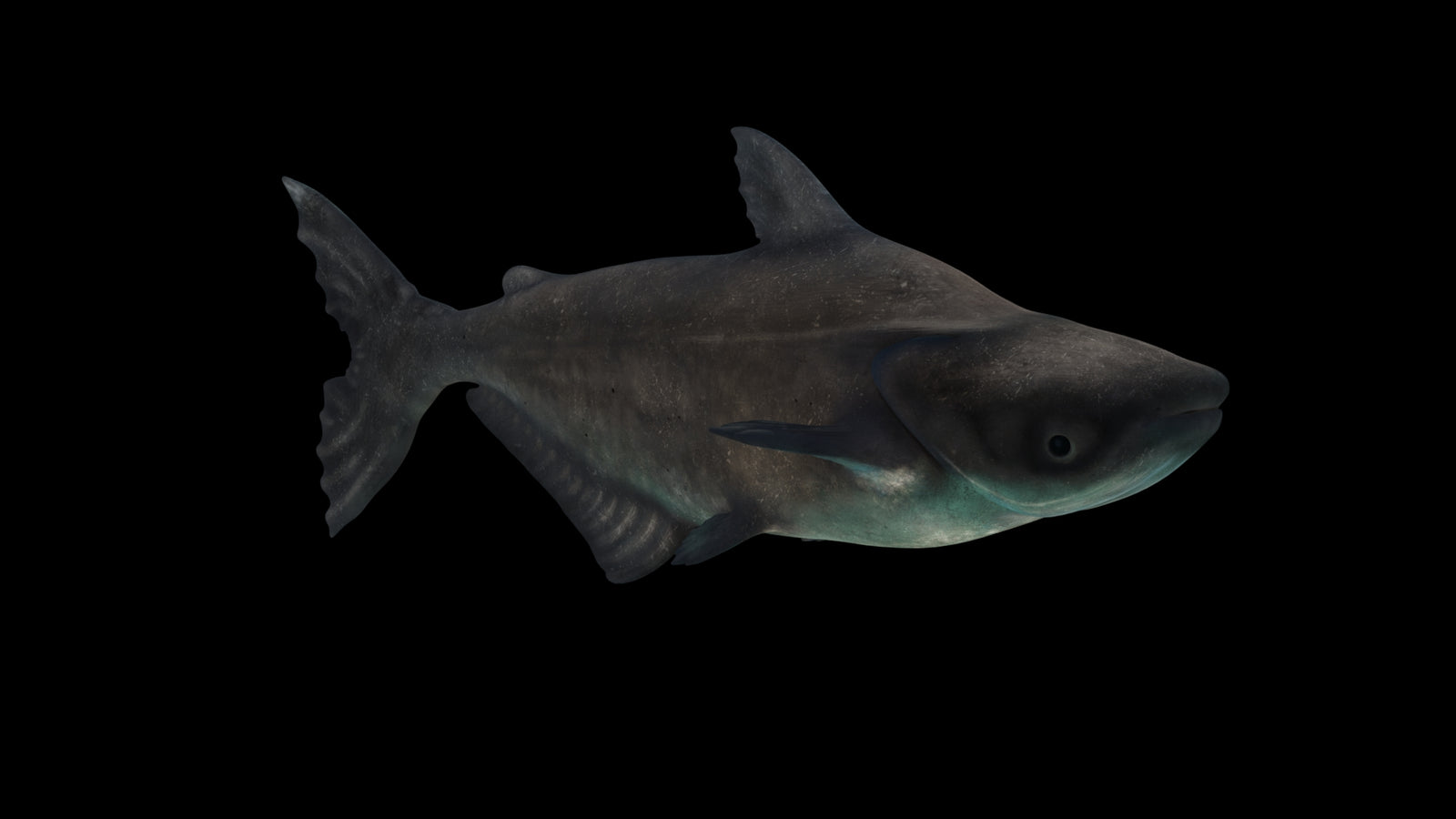 Animated Mekong Giant Catfish 3D Model 360° view 3 frame 22