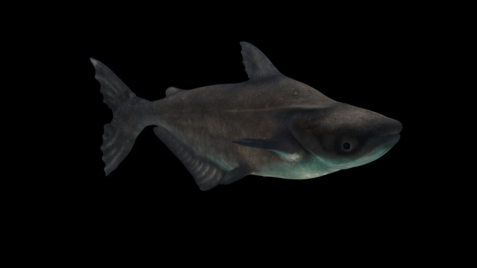 Animated Mekong Giant Catfish 3D Model 360° view 3 frame 24