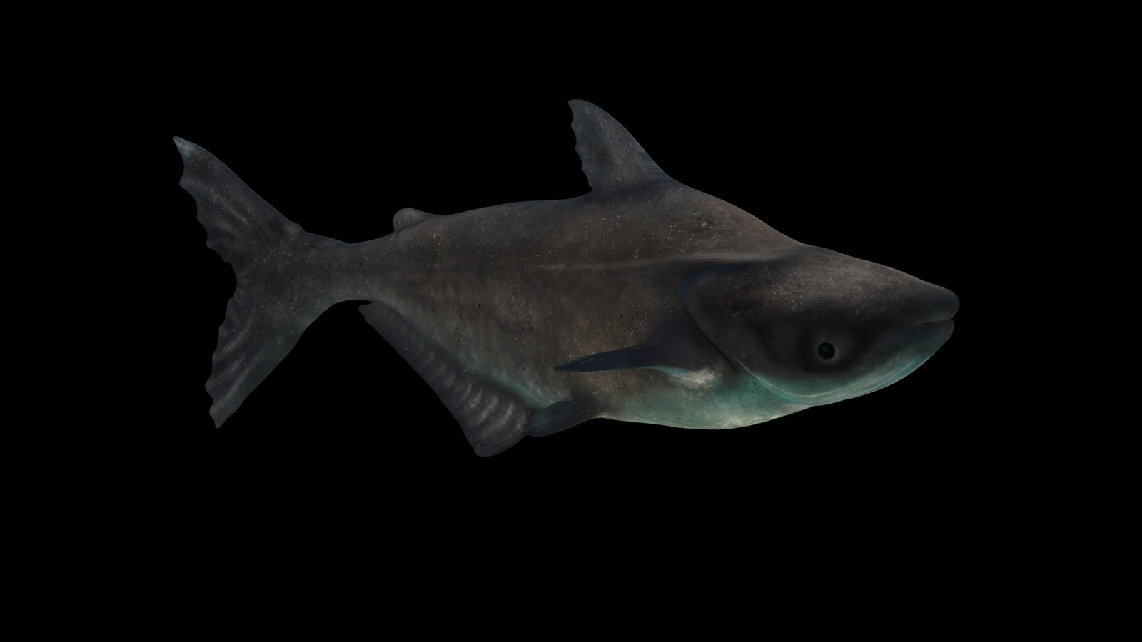 Animated Mekong Giant Catfish 3D Model 360° view 3 frame 39