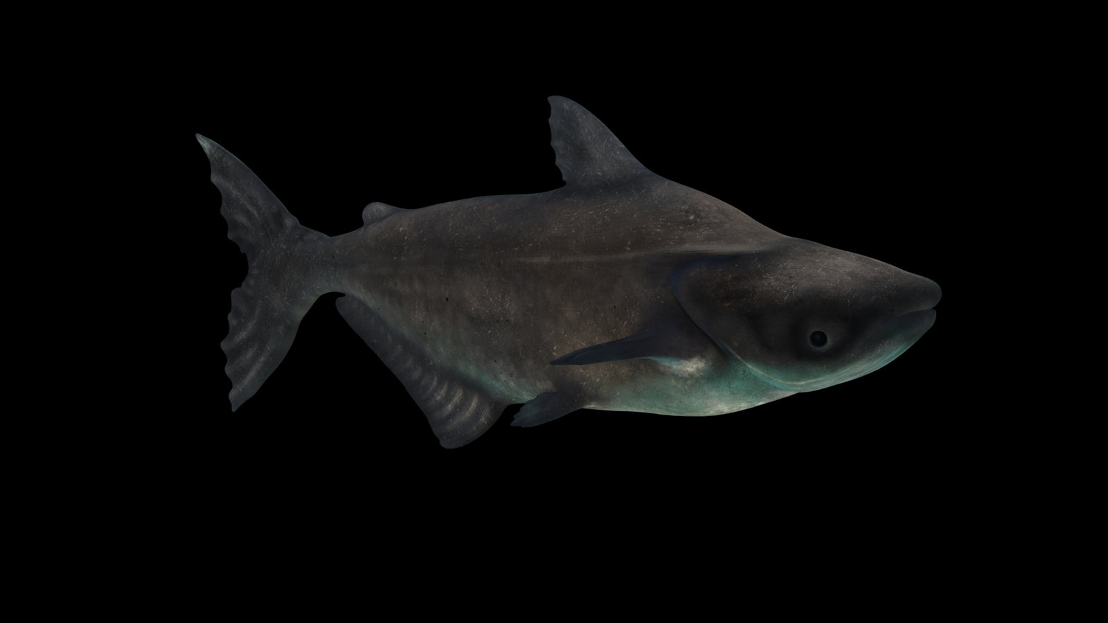 Animated Mekong Giant Catfish 3D Model 360° view 3 frame 57