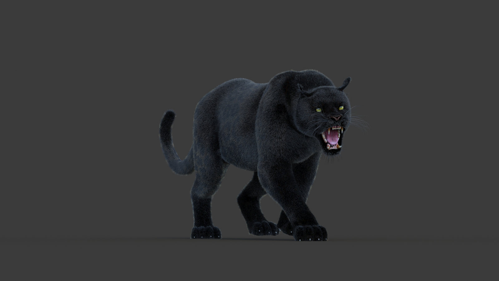 Animated Black Panther Animal 3D Model with Fur 360° view 1 frame 2