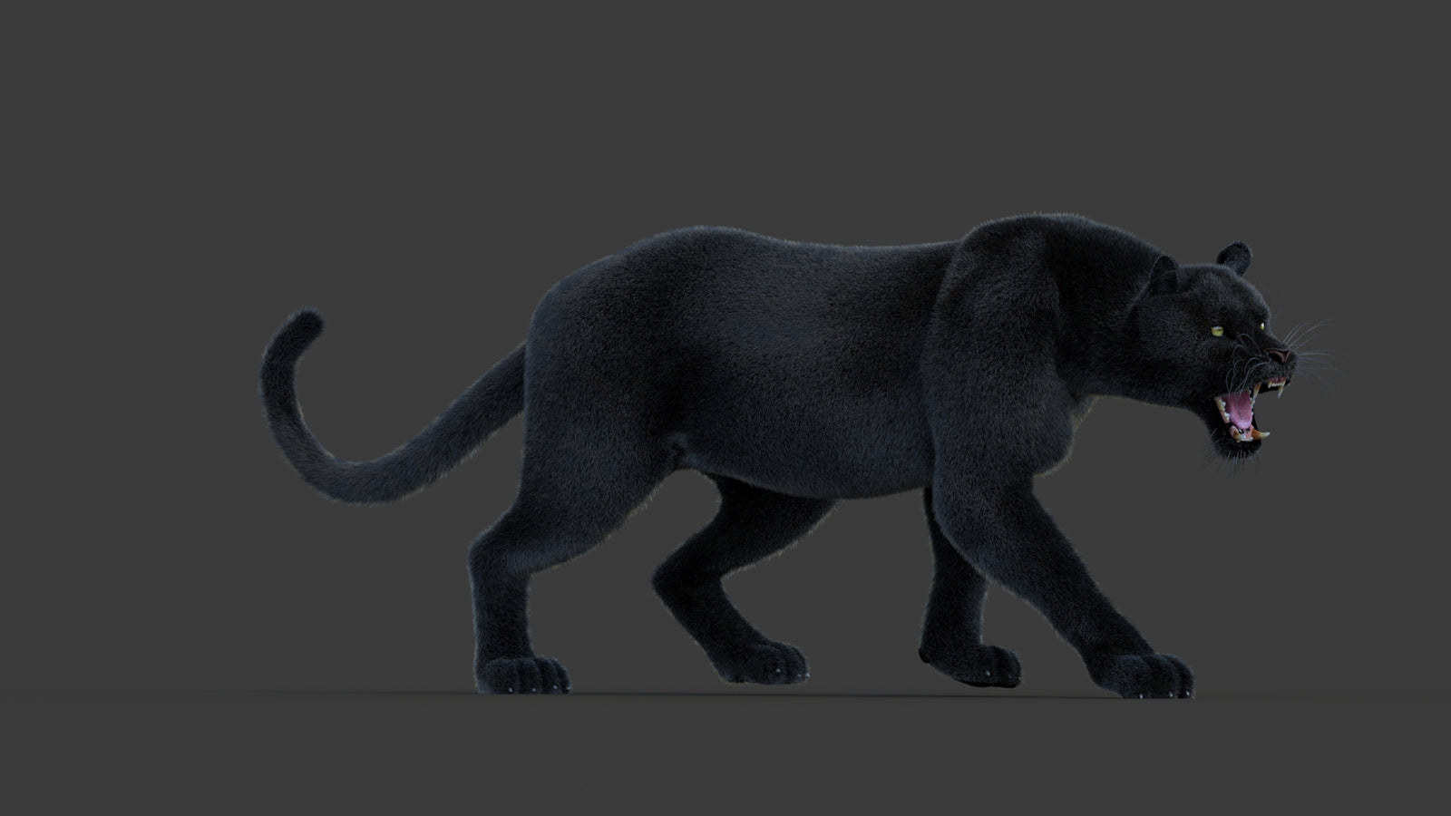Animated Black Panther Animal 3D Model with Fur 360° view 1 frame 5