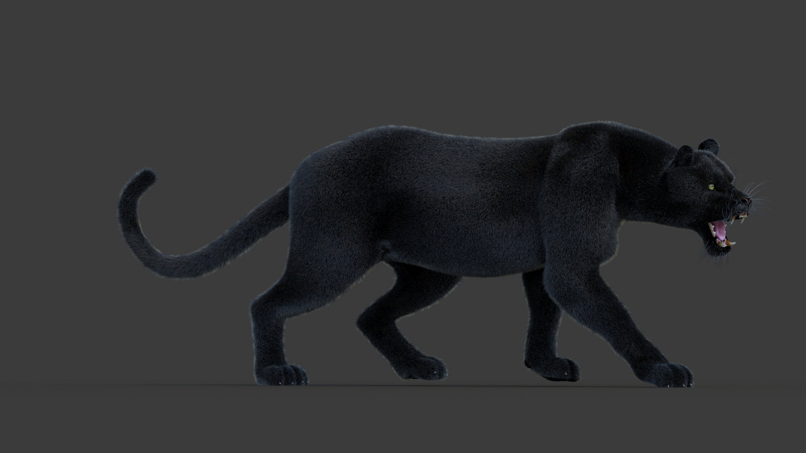 Animated Black Panther Animal 3D Model with Fur 360° view 1 frame 6