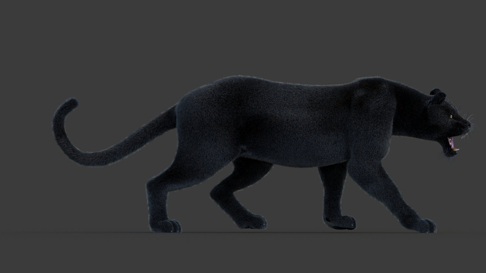 Animated Black Panther Animal 3D Model with Fur 360° view 1 frame 8