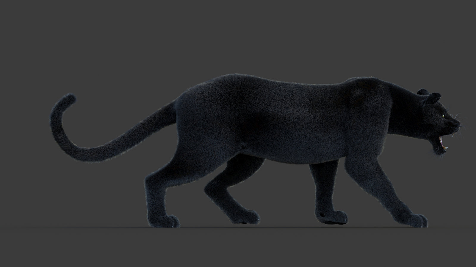 Animated Black Panther Animal 3D Model with Fur 360° view 1 frame 9
