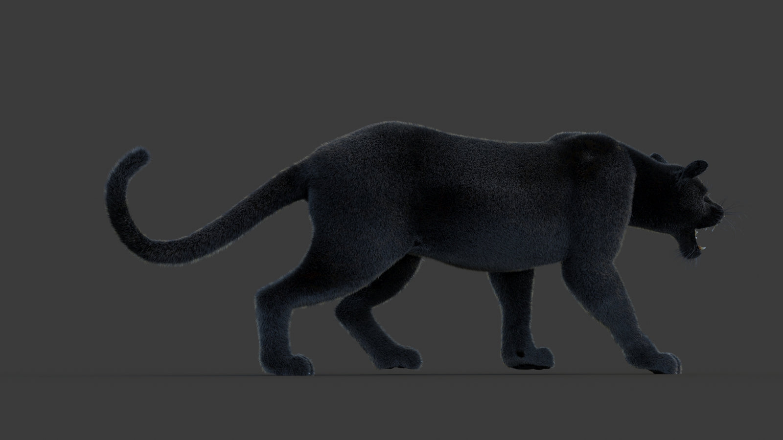 Animated Black Panther Animal 3D Model with Fur 360° view 1 frame 11
