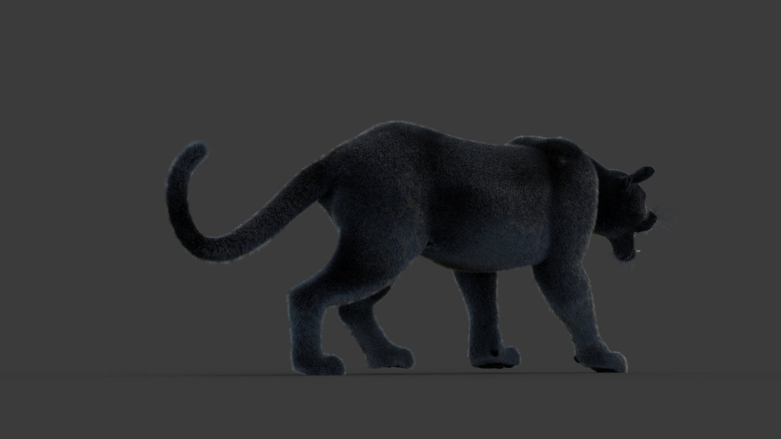 Animated Black Panther Animal 3D Model with Fur 360° view 1 frame 13