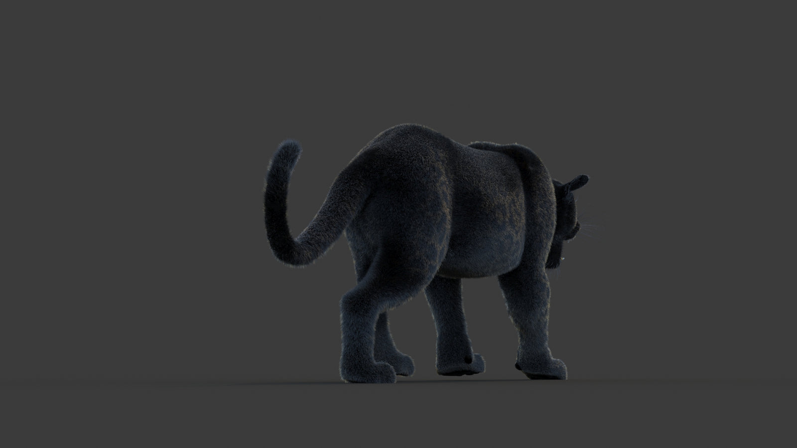 Animated Black Panther Animal 3D Model with Fur 360° view 1 frame 15