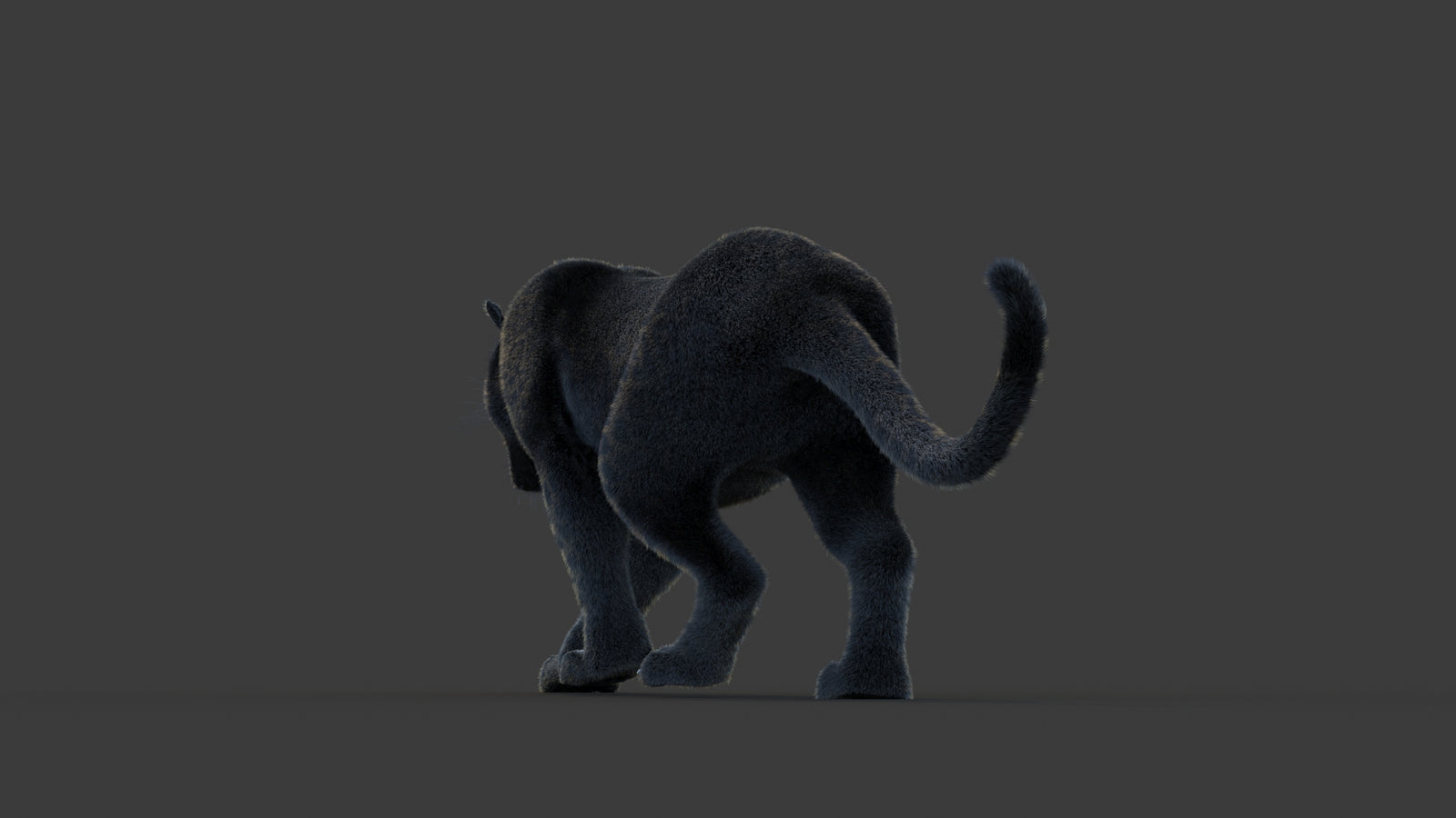Animated Black Panther Animal 3D Model with Fur 360° view 1 frame 20