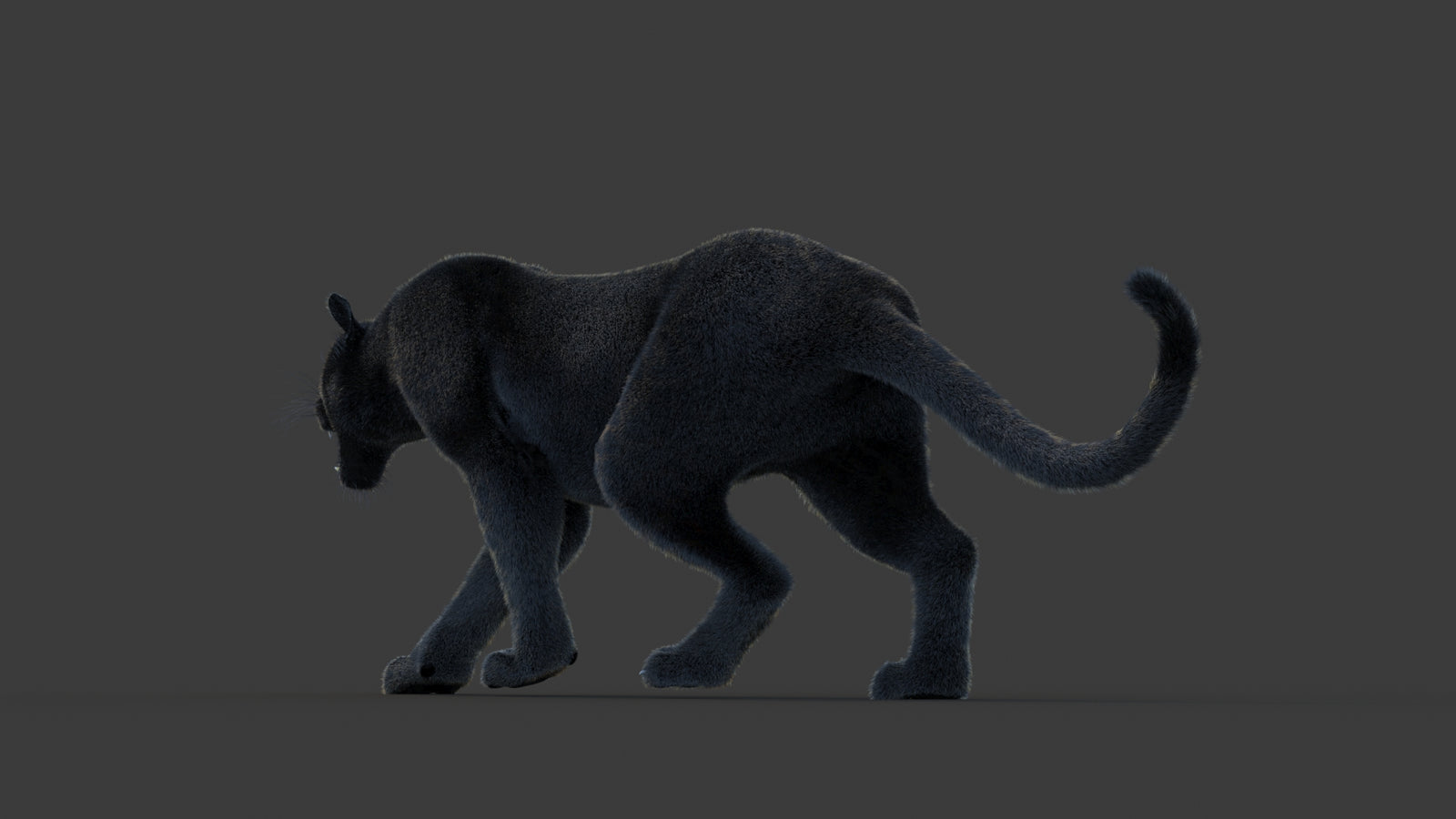 Animated Black Panther Animal 3D Model with Fur 360° view 1 frame 22