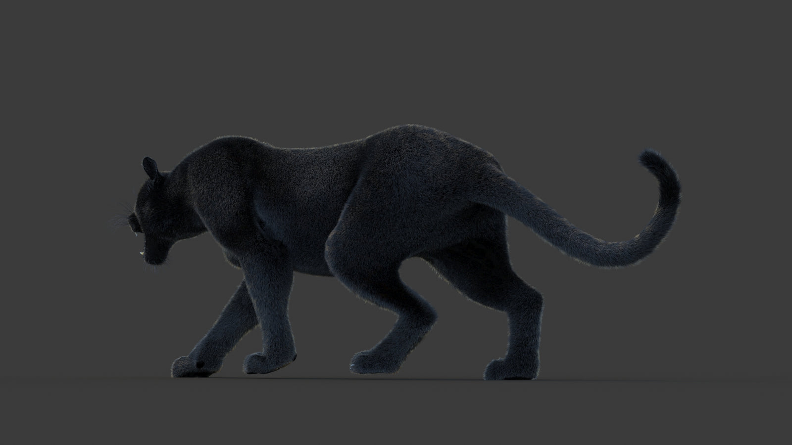 Animated Black Panther Animal 3D Model with Fur 360° view 1 frame 23