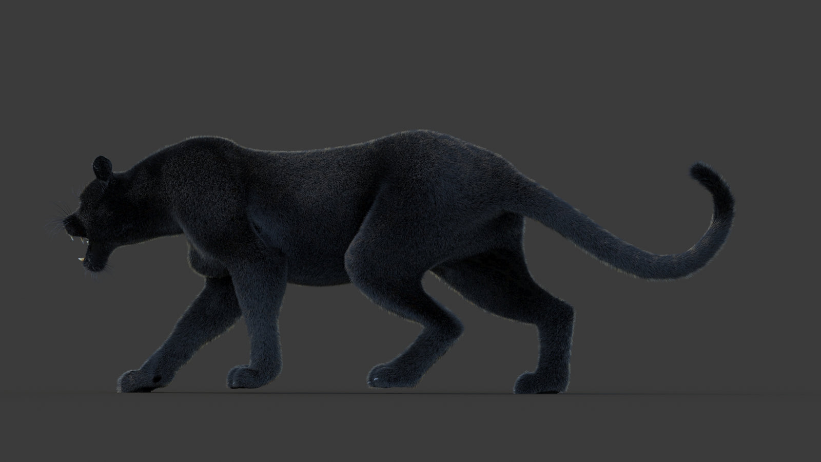 Animated Black Panther Animal 3D Model with Fur 360° view 1 frame 25