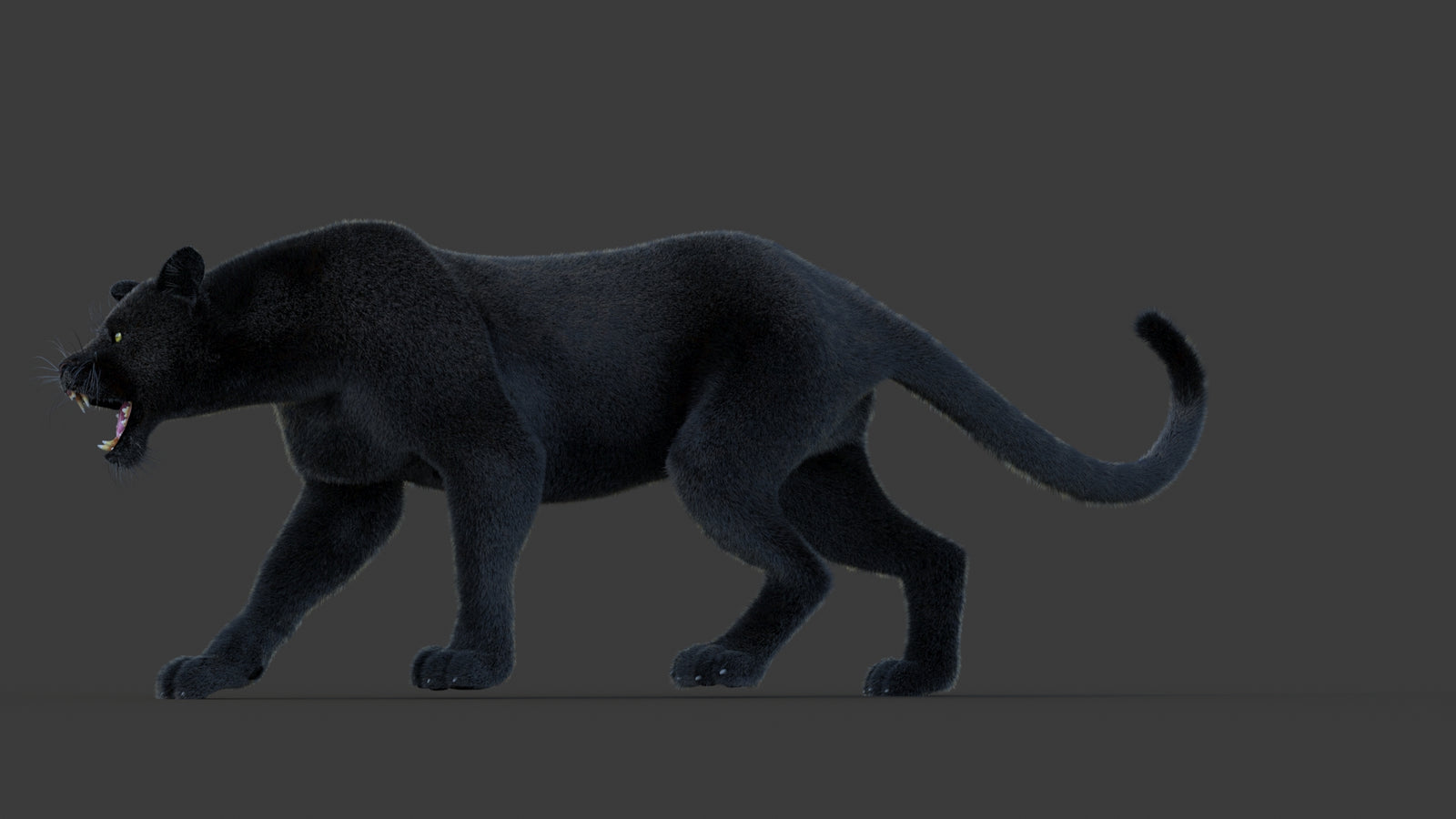 Animated Black Panther Animal 3D Model with Fur 360° view 1 frame 29