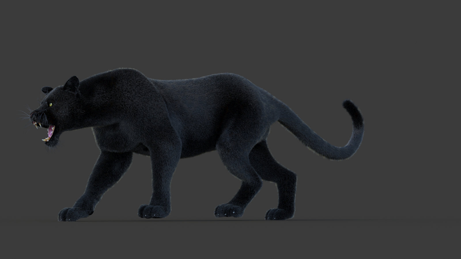 Animated Black Panther Animal 3D Model with Fur 360° view 1 frame 30