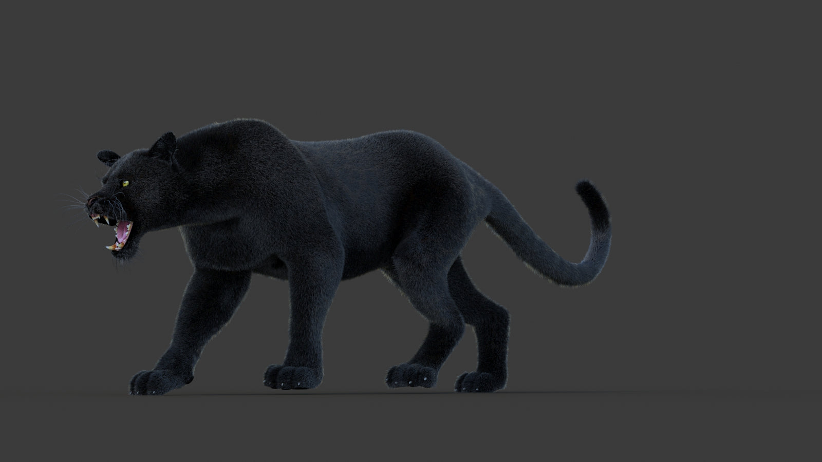 Animated Black Panther Animal 3D Model with Fur 360° view 1 frame 31