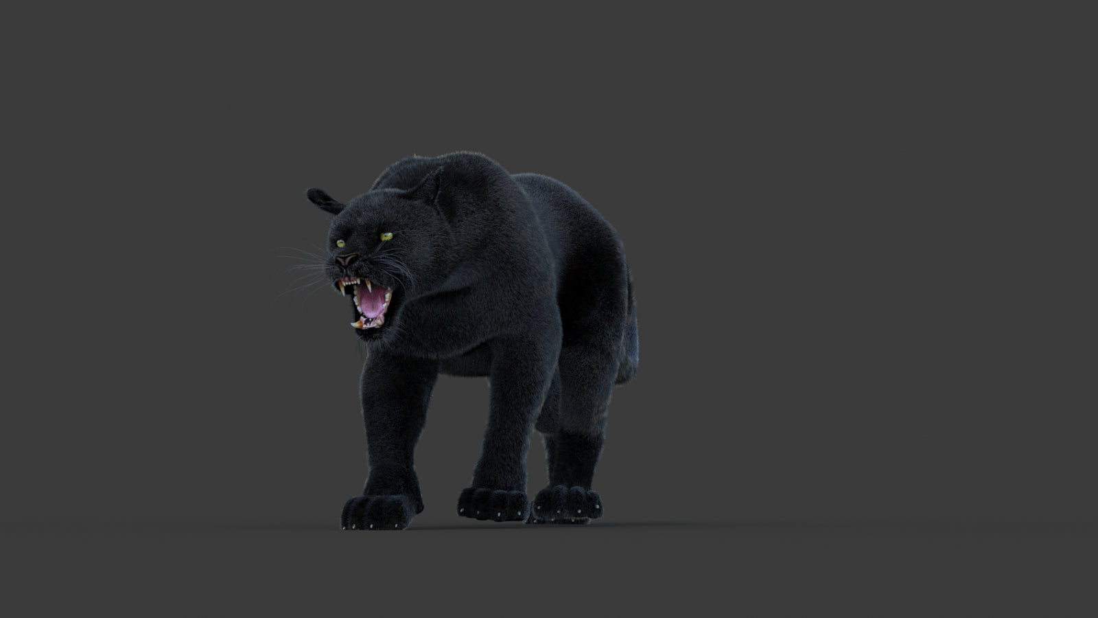 Animated Black Panther Animal 3D Model with Fur 360° view 1 frame 34