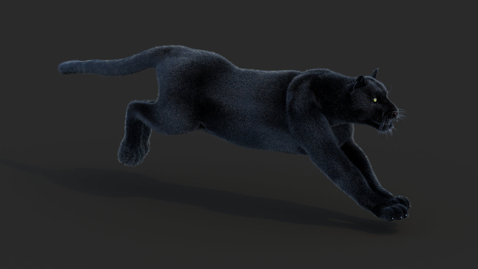 Animated Black Panther Animal 3D Model with Fur 360° view 3 frame 2