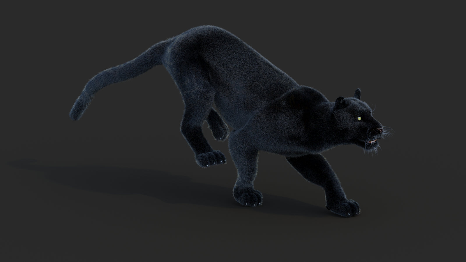 Animated Black Panther Animal 3D Model with Fur 360° view 3 frame 5