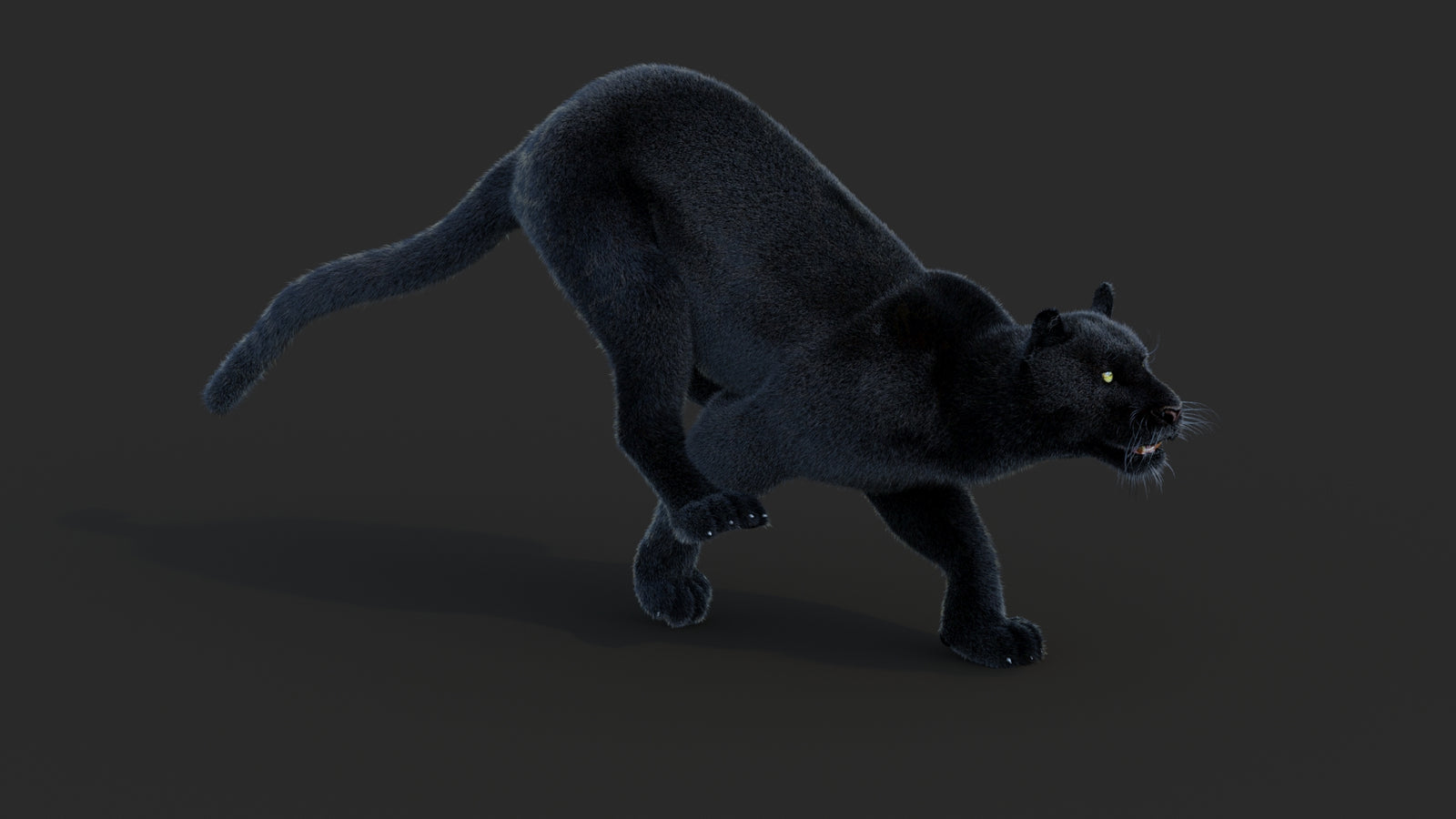 Animated Black Panther Animal 3D Model with Fur 360° view 3 frame 6
