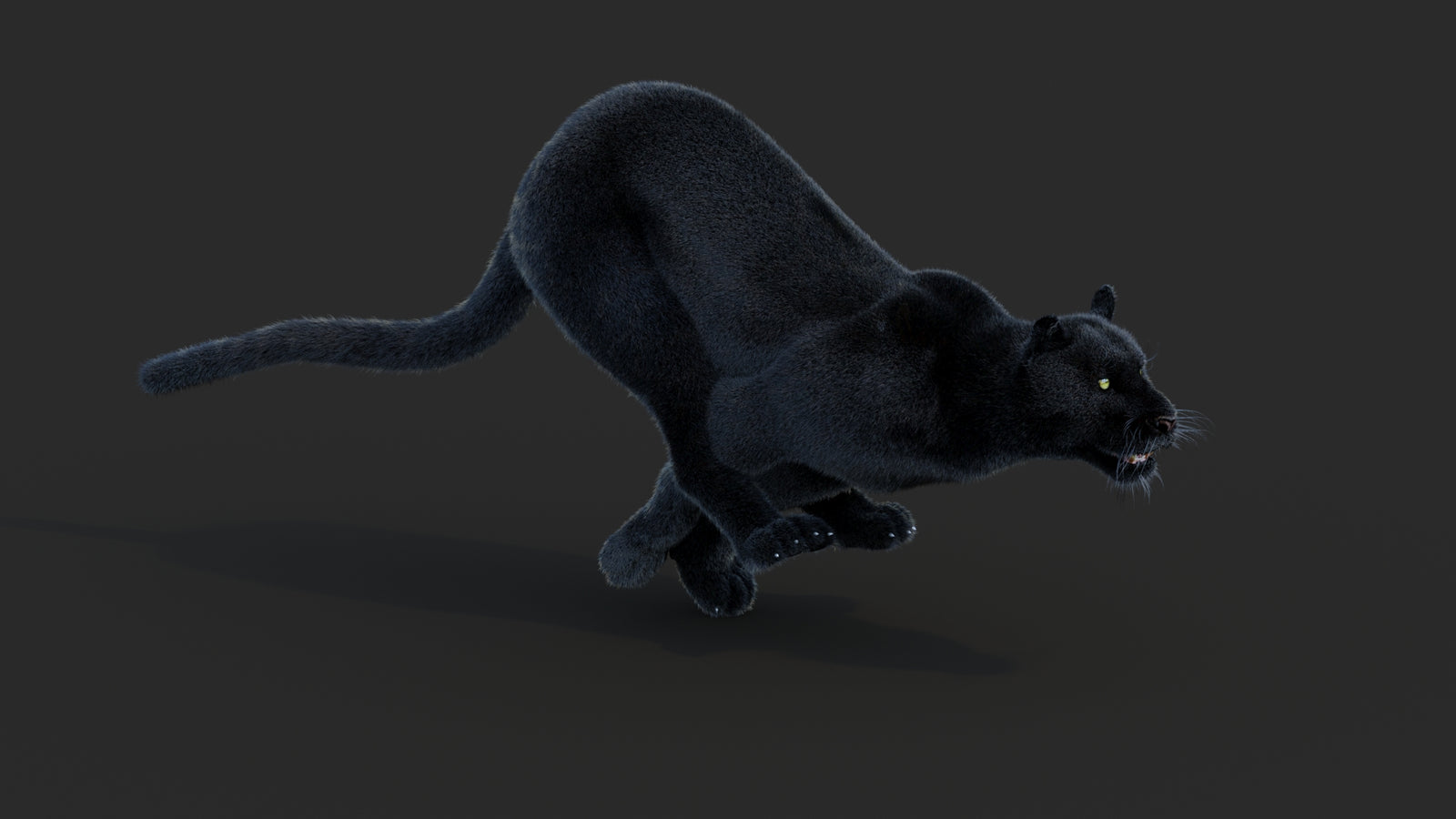 Animated Black Panther Animal 3D Model with Fur 360° view 3 frame 8