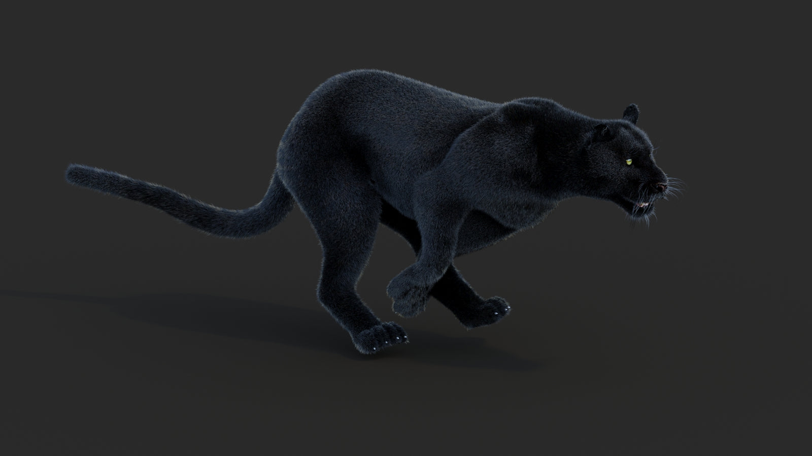 Animated Black Panther Animal 3D Model with Fur 360° view 3 frame 10