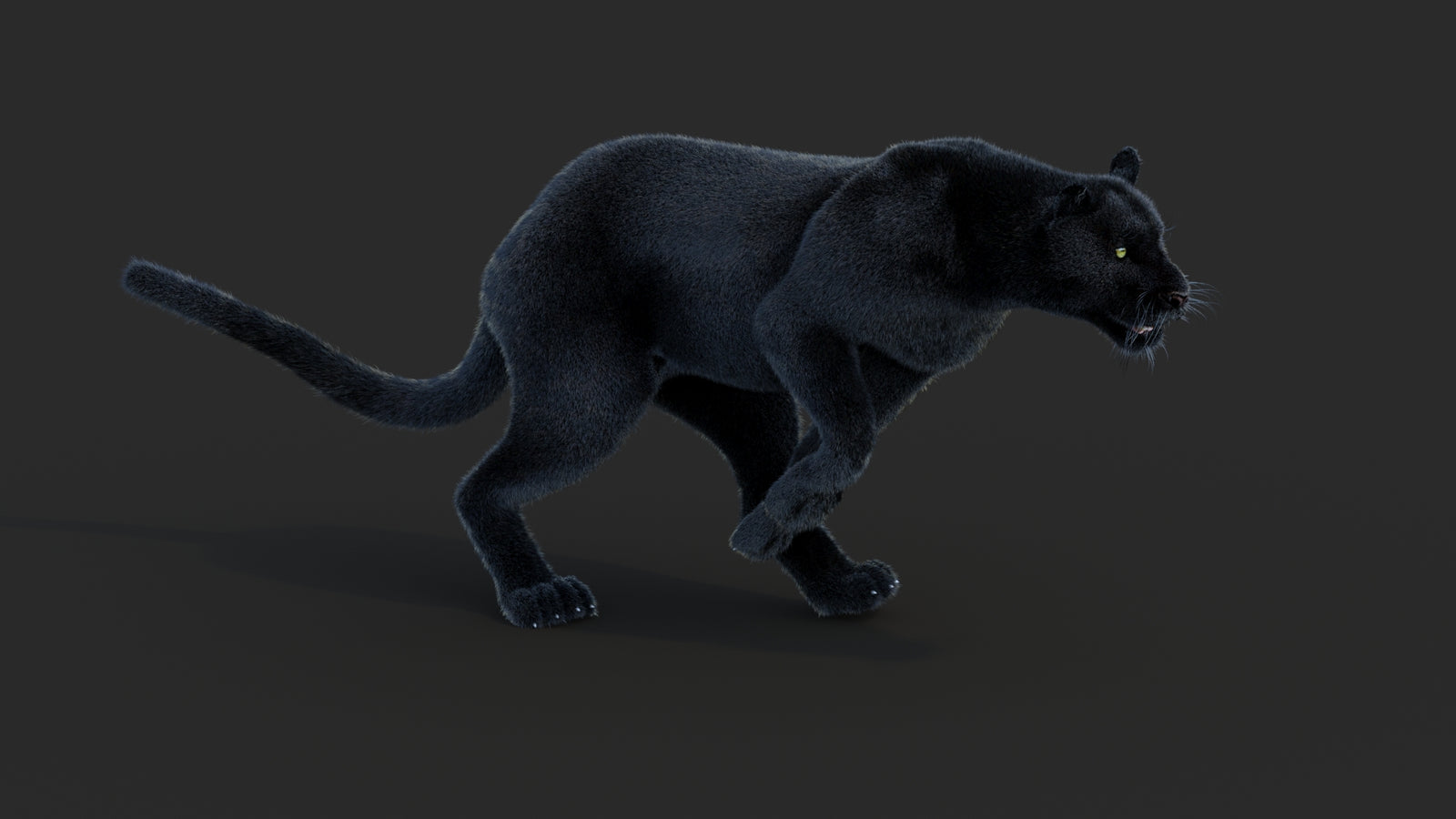 Animated Black Panther Animal 3D Model with Fur 360° view 3 frame 11