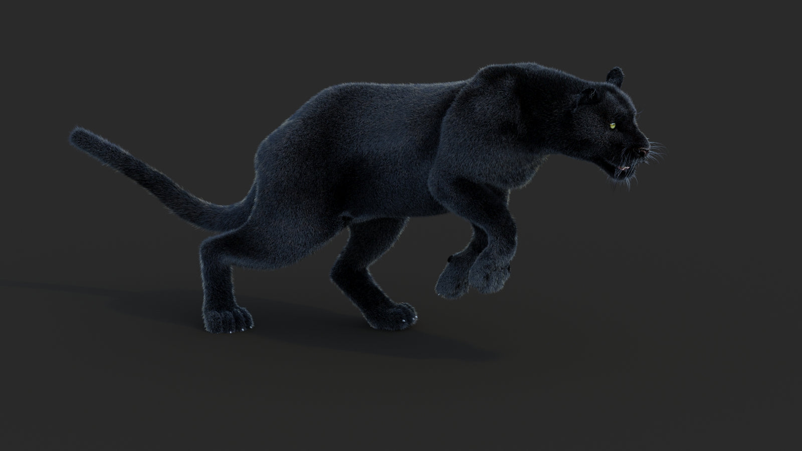 Animated Black Panther Animal 3D Model with Fur 360° view 3 frame 12