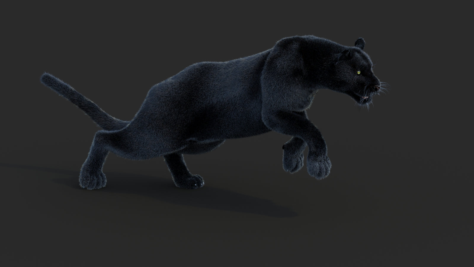 Animated Black Panther Animal 3D Model with Fur 360° view 3 frame 13