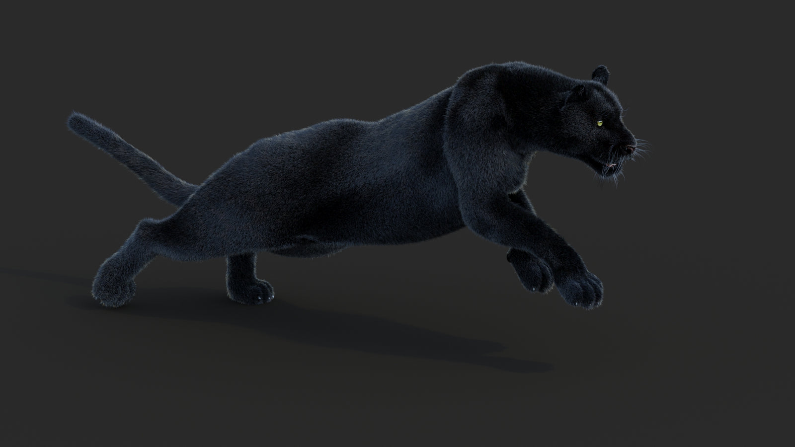 Animated Black Panther Animal 3D Model with Fur 360° view 3 frame 14
