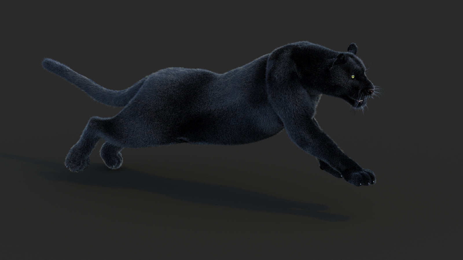 Animated Black Panther Animal 3D Model with Fur 360° view 3 frame 15