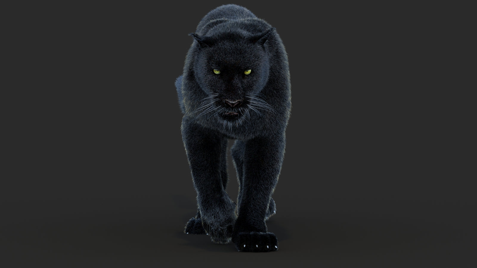 Animated Black Panther Animal 3D Model with Fur 360° view 4 frame 9