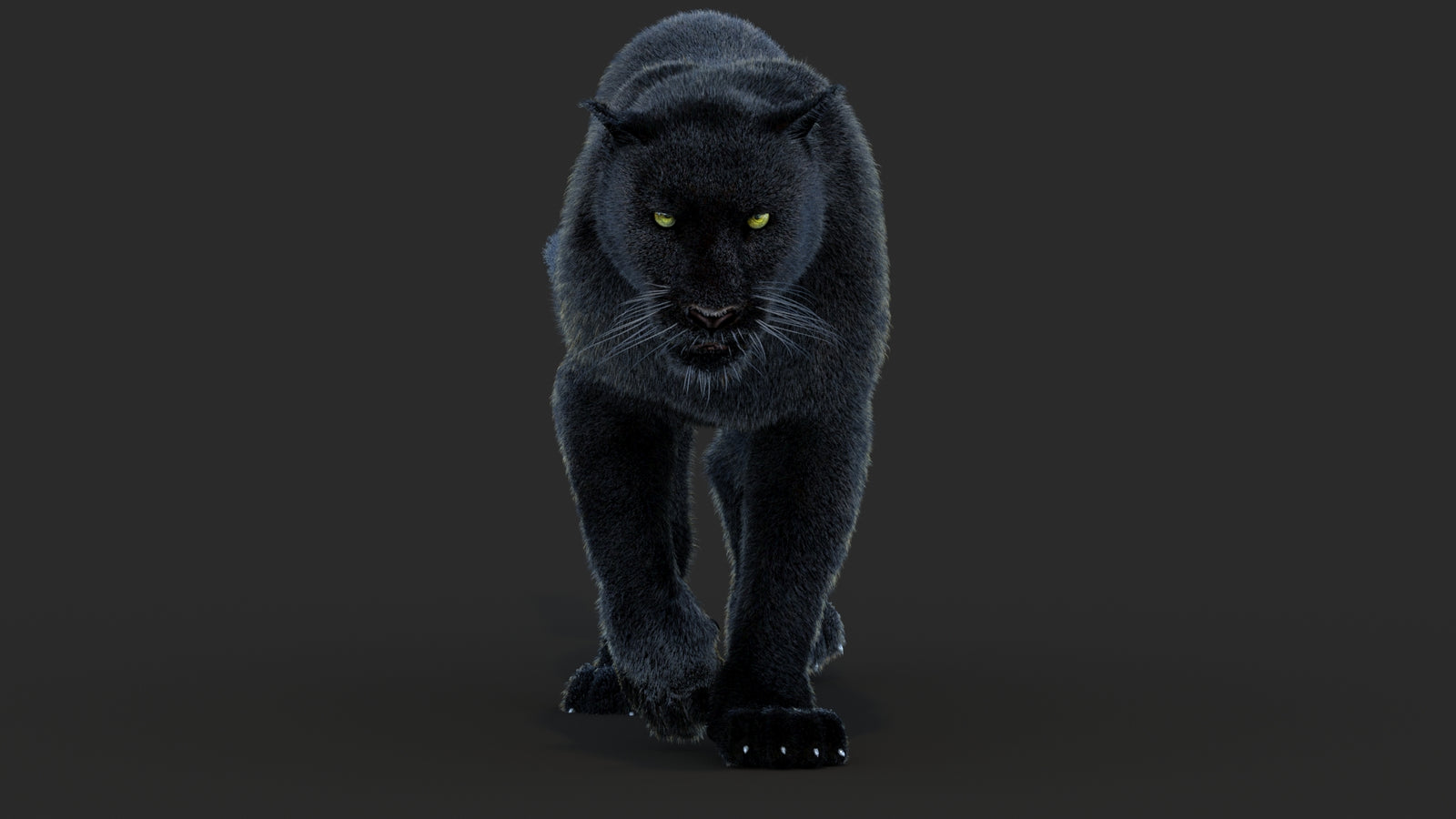 Animated Black Panther Animal 3D Model with Fur 360° view 4 frame 10