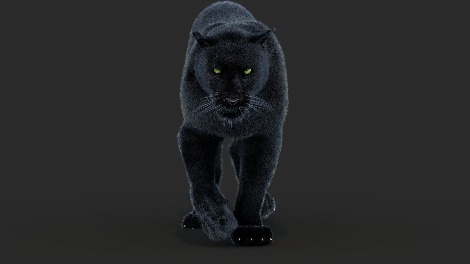 Animated Black Panther Animal 3D Model with Fur 360° view 4 frame 13