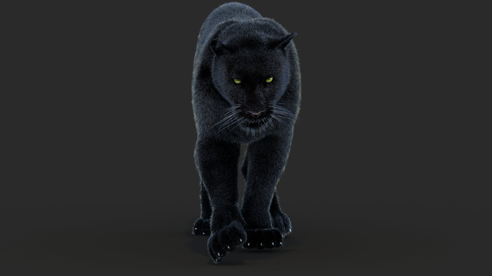 Animated Black Panther Animal 3D Model with Fur 360° view 4 frame 19