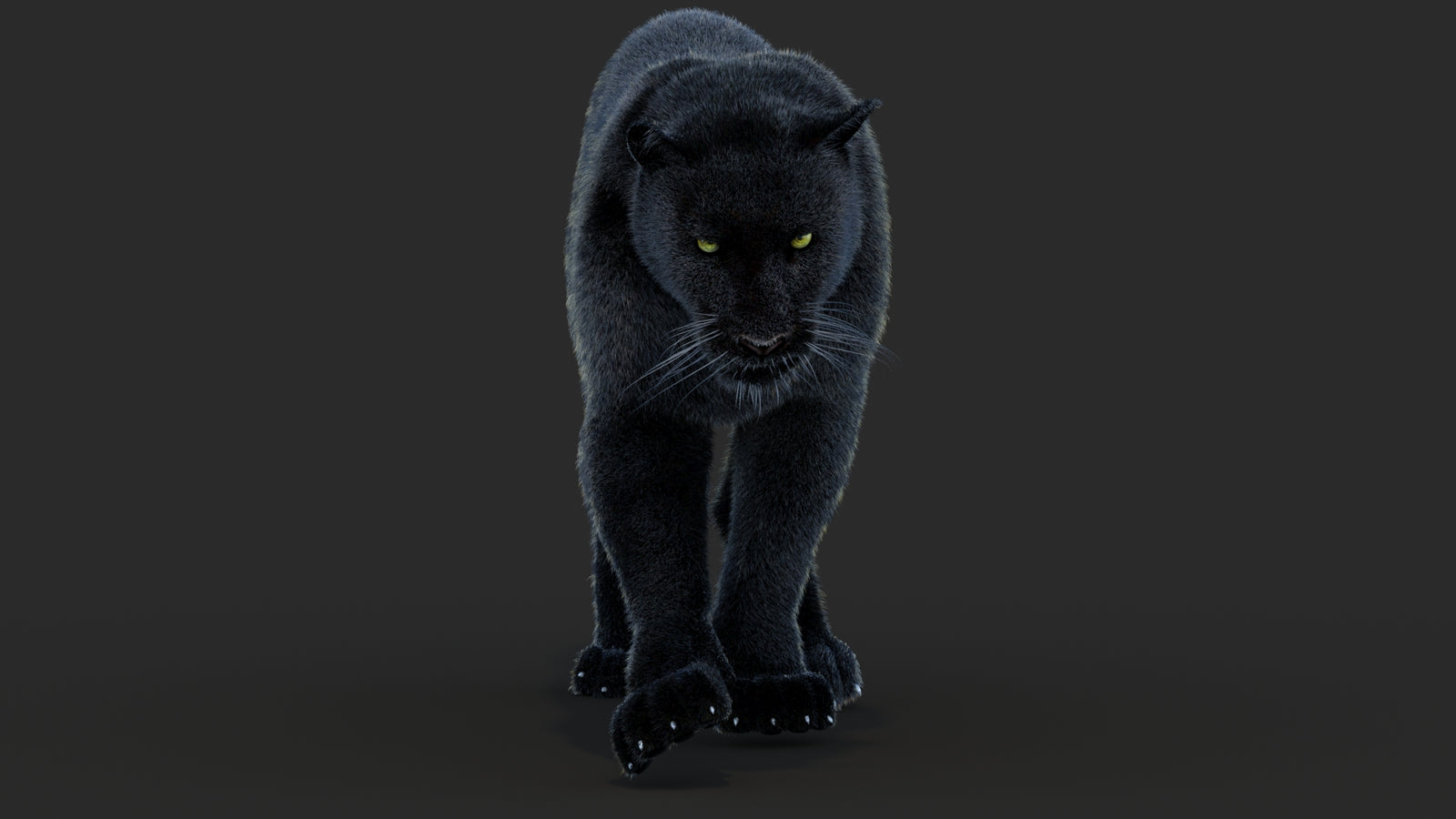 Animated Black Panther Animal 3D Model with Fur 360° view 4 frame 20