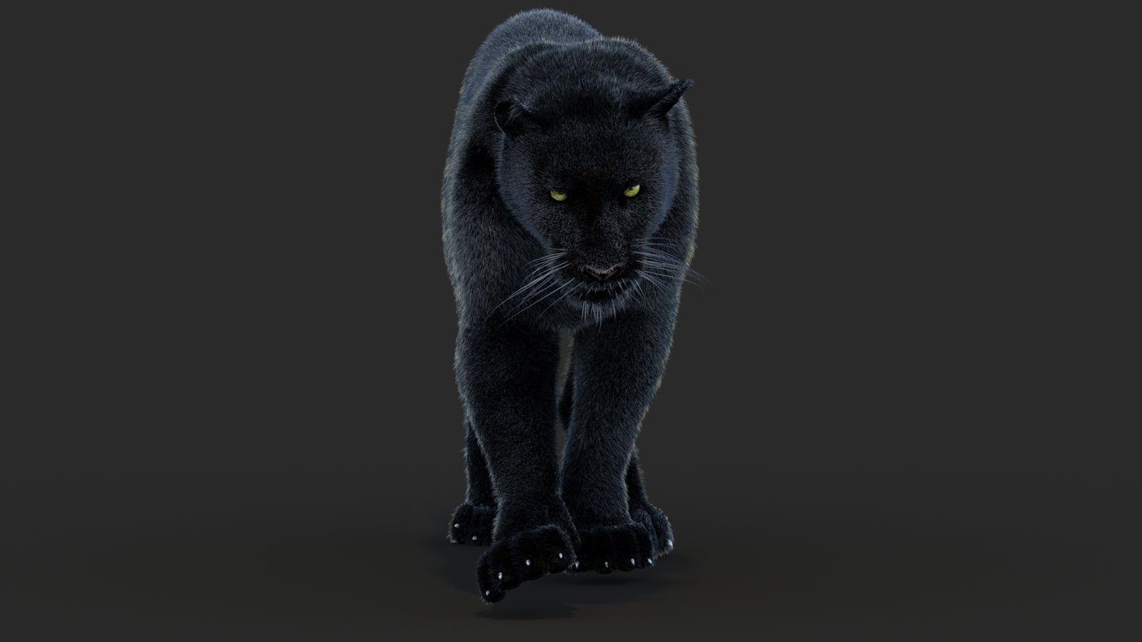 Animated Black Panther Animal 3D Model with Fur 360° view 4 frame 21