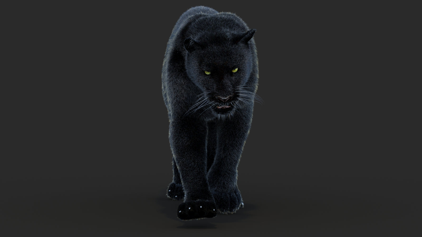 Animated Black Panther Animal 3D Model with Fur 360° view 4 frame 24