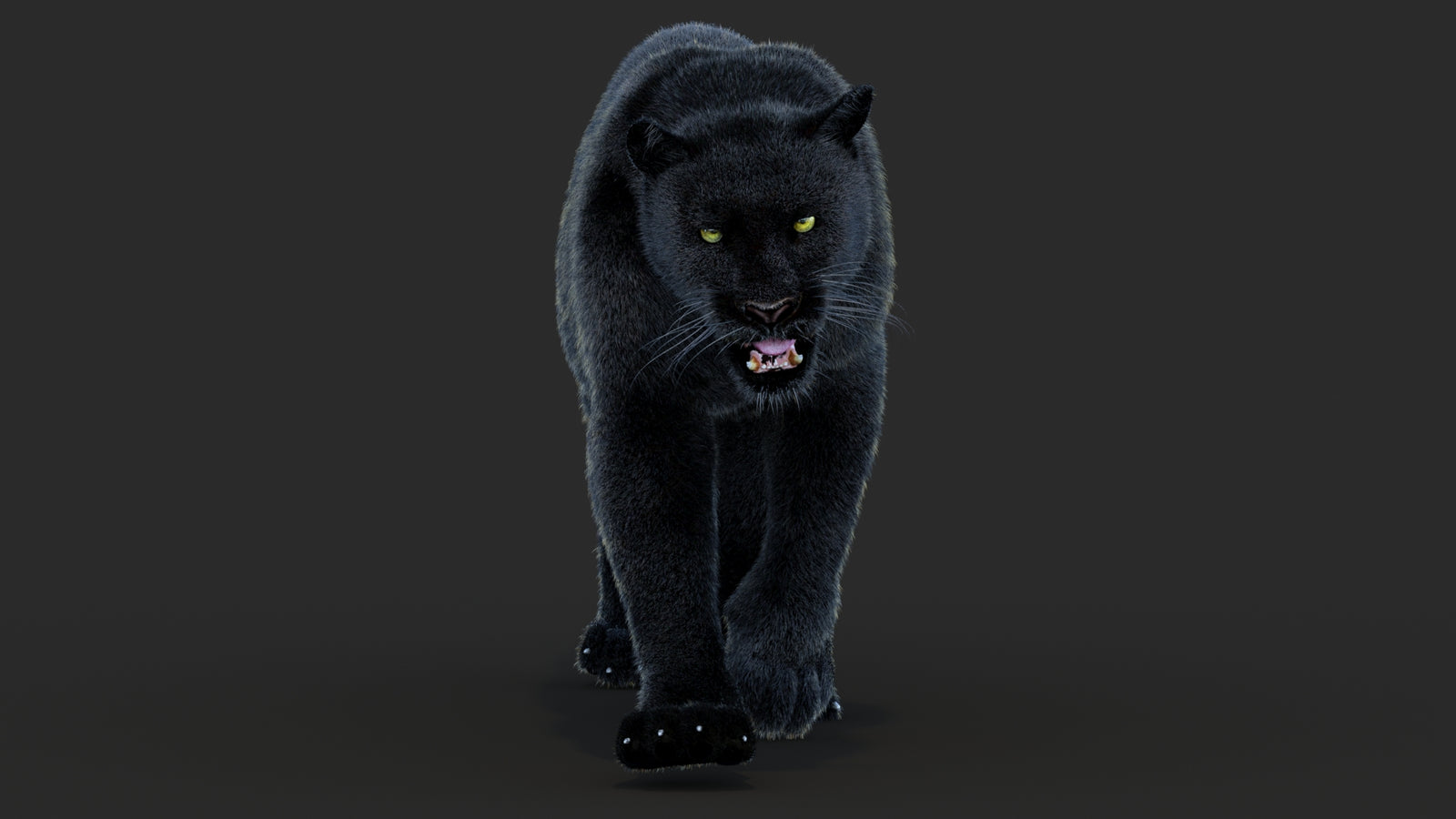Animated Black Panther Animal 3D Model with Fur 360° view 4 frame 26