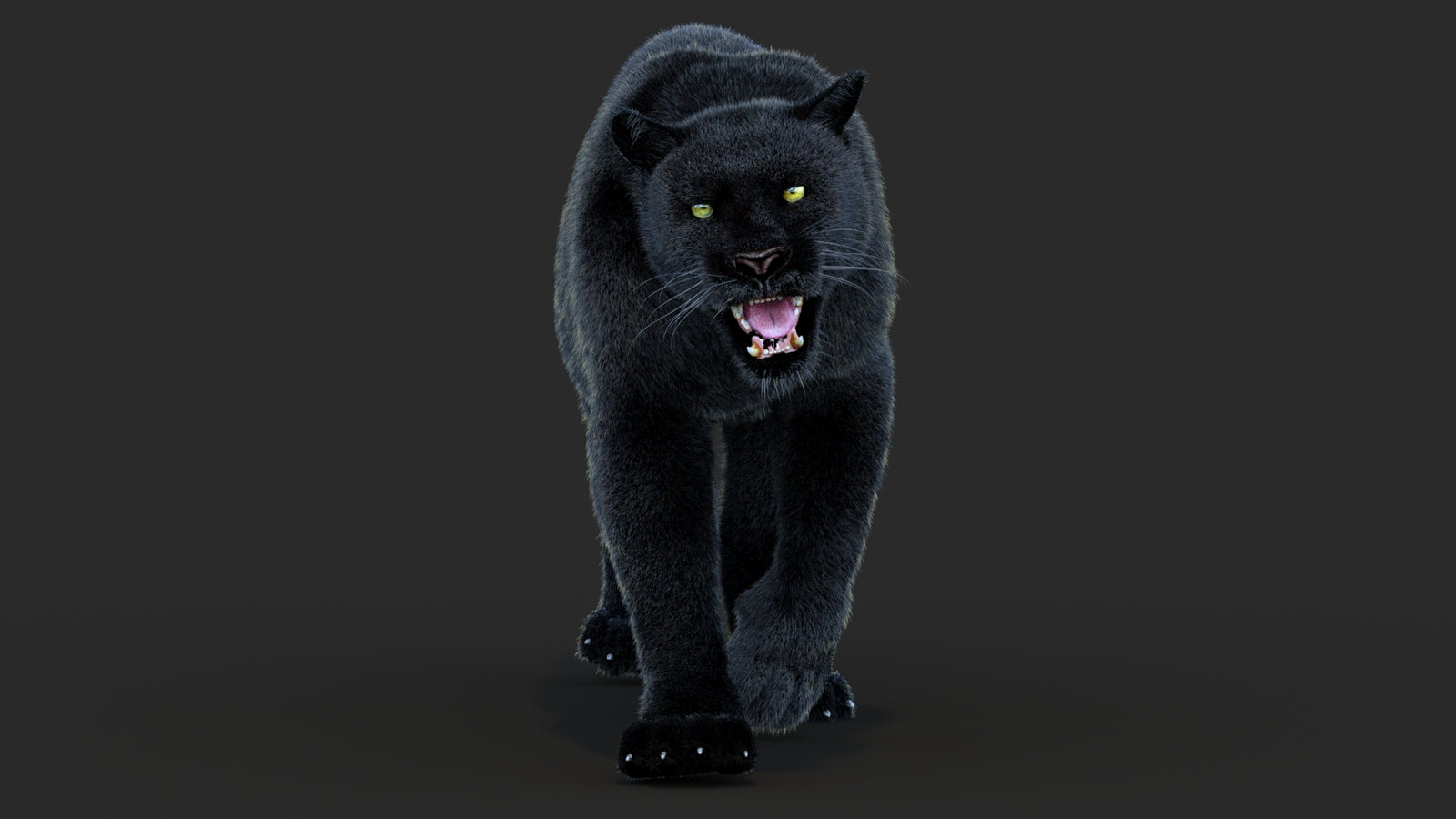 Animated Black Panther Animal 3D Model with Fur 360° view 4 frame 28