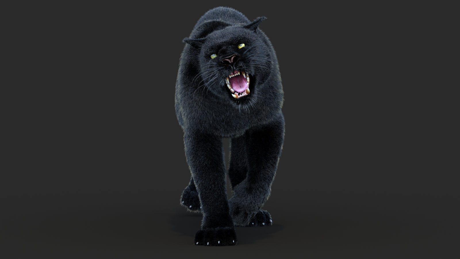 Animated Black Panther Animal 3D Model with Fur 360° view 4 frame 32