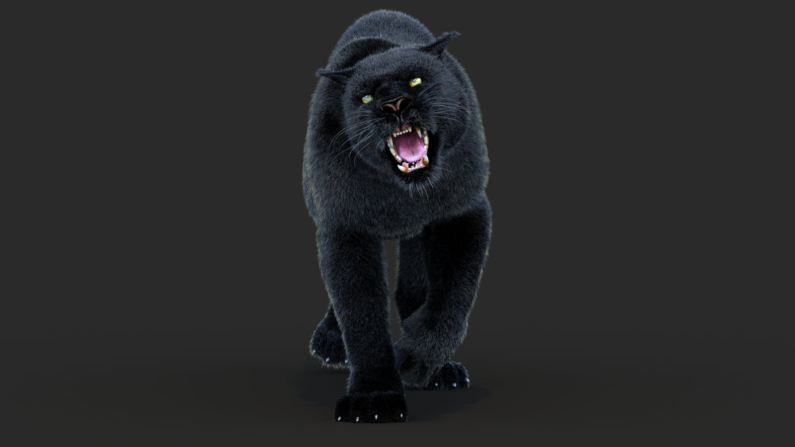 Animated Black Panther Animal 3D Model with Fur 360° view 4 frame 33