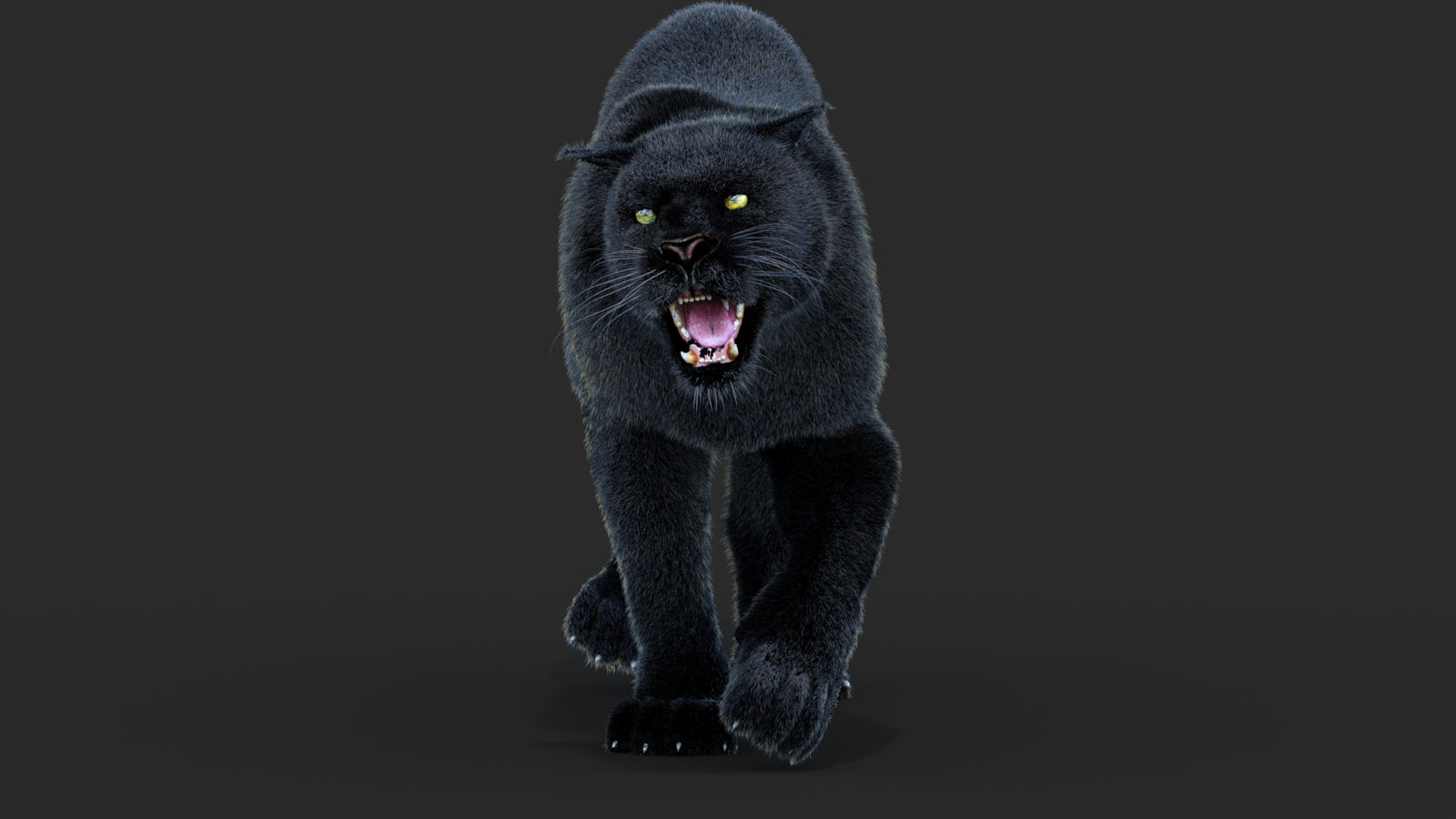 Animated Black Panther Animal 3D Model with Fur 360° view 4 frame 39