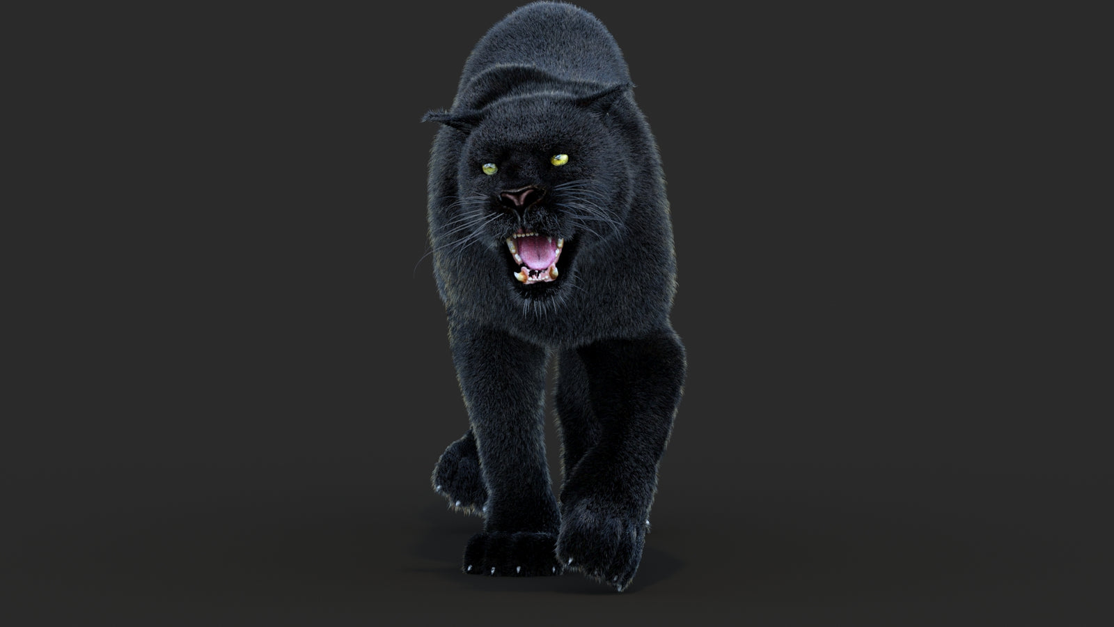 Animated Black Panther Animal 3D Model with Fur 360° view 4 frame 40