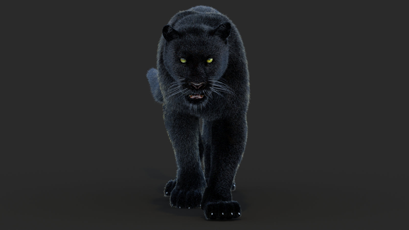 Animated Black Panther Animal 3D Model with Fur 360° view 4 frame 49