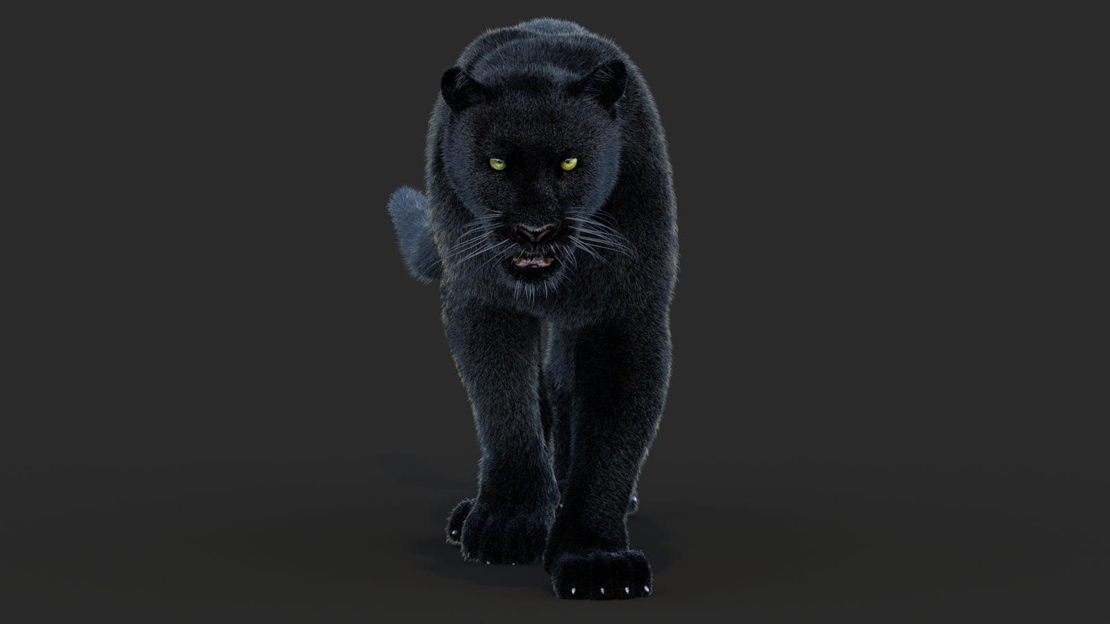 Animated Black Panther Animal 3D Model with Fur 360° view 4 frame 50