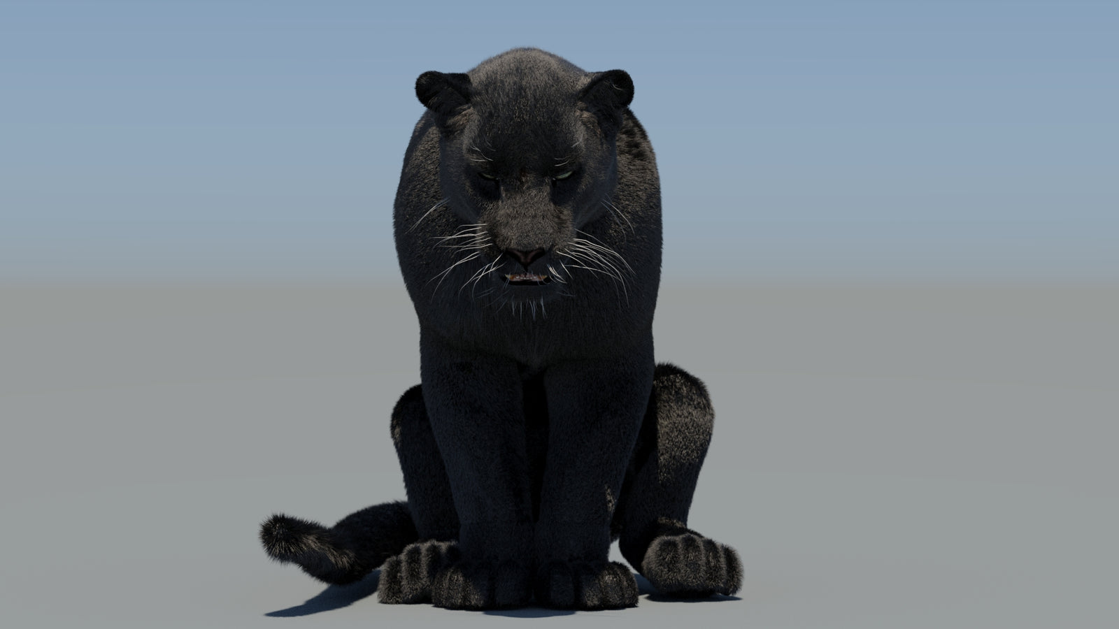 Animated Black Panther 3D Model Fur 360° view 6 frame 27