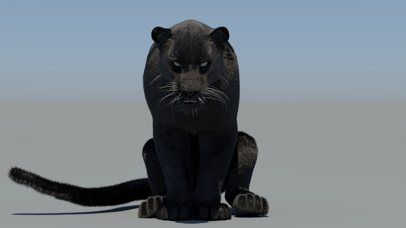 Animated Black Panther 3D Model Fur 360° view 6 frame 30