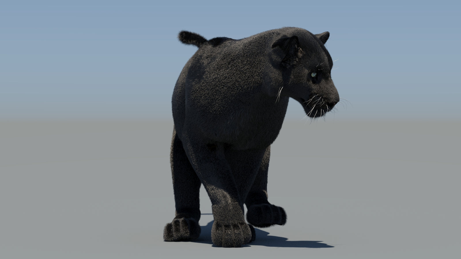 Animated Black Panther 3D Model Fur 360° view 6 frame 43