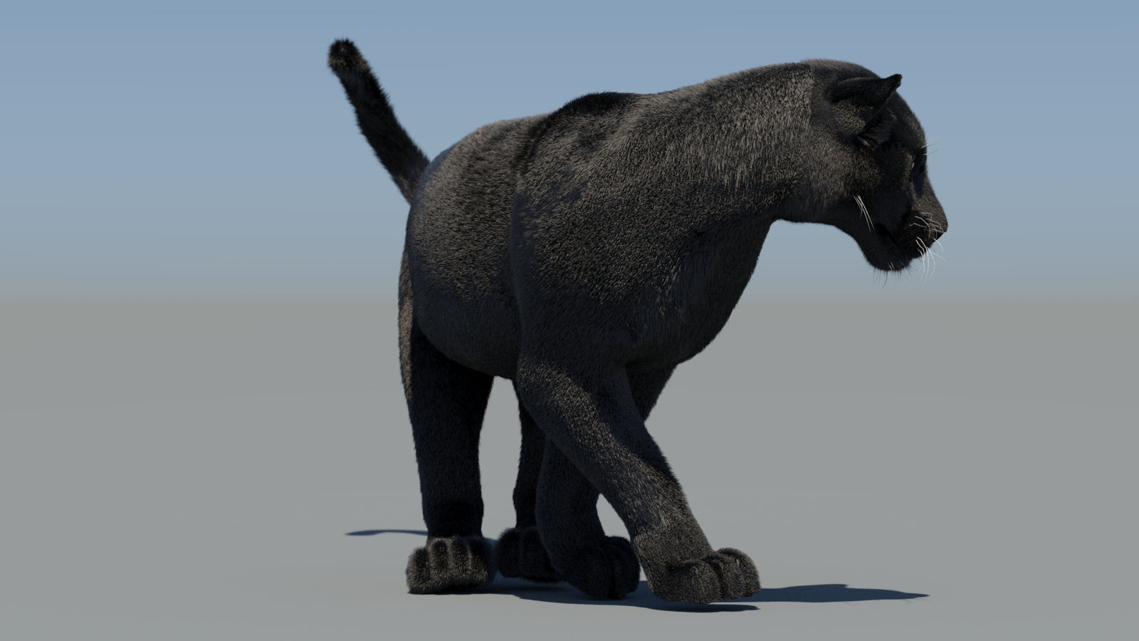 Animated Black Panther 3D Model Fur 360° view 6 frame 46