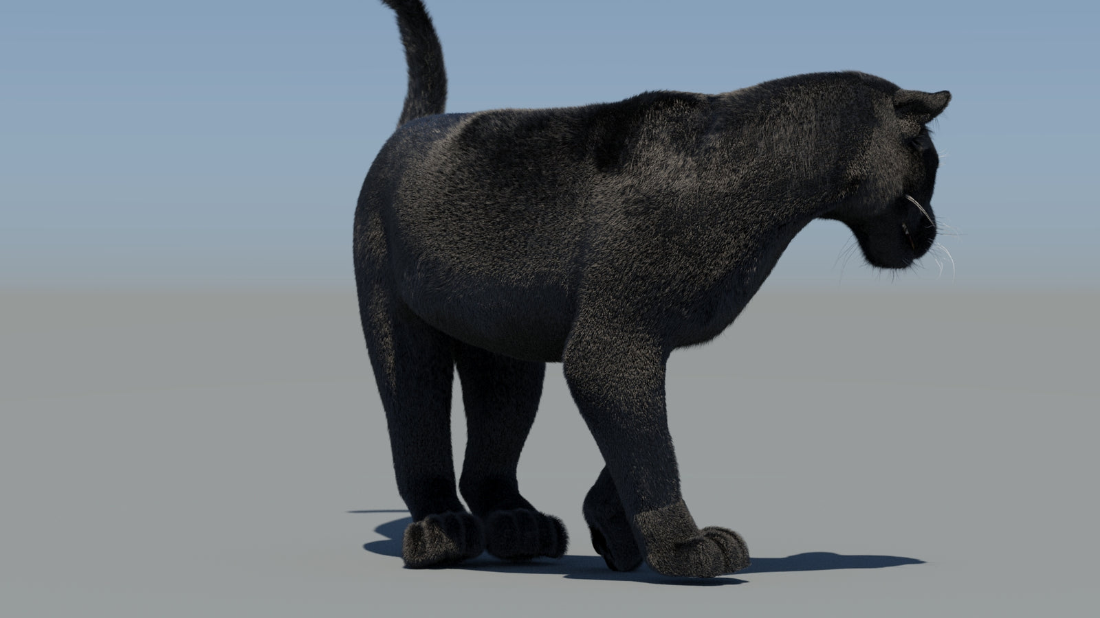 Animated Black Panther 3D Model Fur 360° view 6 frame 49